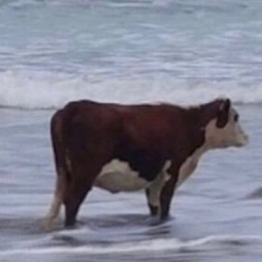 Meet your Posher, Sophie